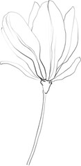 Magnolia flower sketch, floral botanical illustration, black minimalistic line art