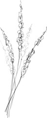 Lavender flower sketch, floral botanical illustration, black minimalistic line art
