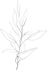 Olive leaf lineart, branch sketch, floral botanical illustration