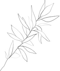 Olive leaf lineart, branch sketch, floral botanical illustration
