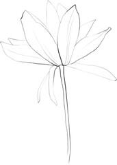 Lineart flower, floral botanical illustration, sketch 