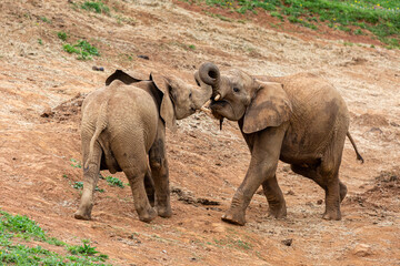 Fototapeta premium African loxodonta. Young African elephants fighting. Cabárceno Nature Park, Cantabria, Spain.