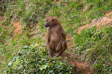 Female Guinea Baboon. Papio papio. Cabárceno Nature Park, Cantabria, Spain.