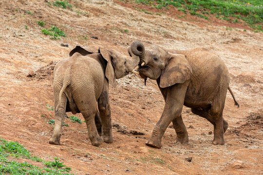 African loxodonta. Young African elephants fighting. Cabárceno Nature Park, Cantabria, Spain.