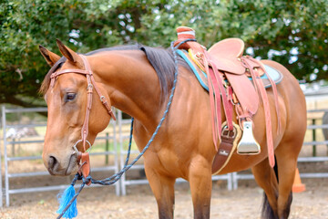 Portrait of a quarter horse