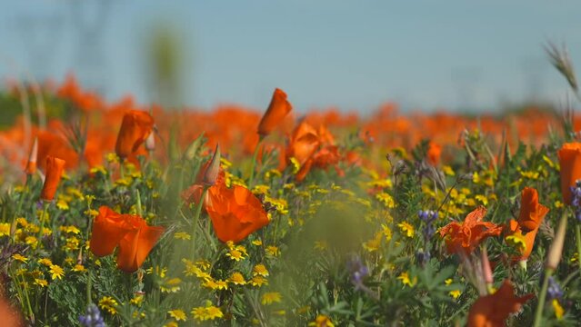 Wild poppies growing in a meadow - sliding close up 