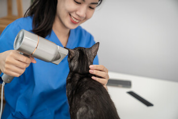 Care for cat. Cat grooming in pet beauty salon vet  groomer dries for the cat.