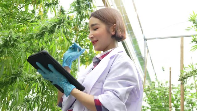 scientist woman put on gloves checking hemp plants in a greenhouse. Concept of herbal alternative medicine, pharmaceptical industry