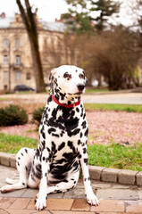 A beautiful Dalmatian dog is sitting on the alley. The dog is eight years old, she has a collar on her neck. The dog is serious and focused. The photo is blurred