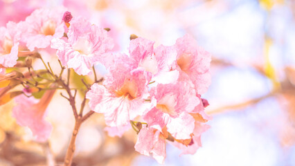 Obraz na płótnie Canvas close-up beautiful pink bloosom flower . wedding or valentine background. love concept .Soft blur focus. In sepia vintage pastel toned