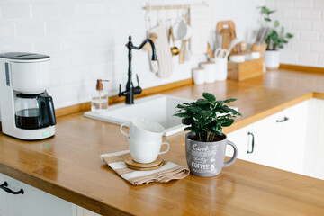 Coffee tree plant on wooden table, view on white kitchen in scandinavian style