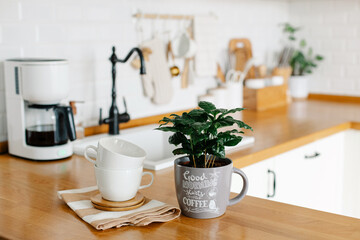 Fototapeta na wymiar Coffee tree plant on wooden table, view on white kitchen in scandinavian style
