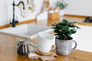 Coffee tree plant, mugs and jar with coffee beans on wooden table, view on white kitchen in scandinavian style