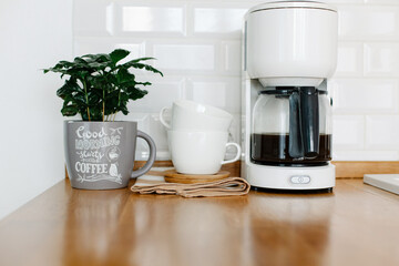 Coffee tree plant on wooden table, view on white kitchen in scandinavian style