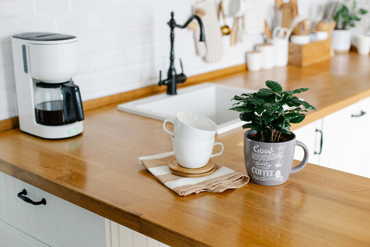 Coffee tree plant on wooden table, view on white kitchen in scandinavian style