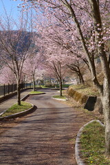Cherry blossoms are fluttering in the breeze