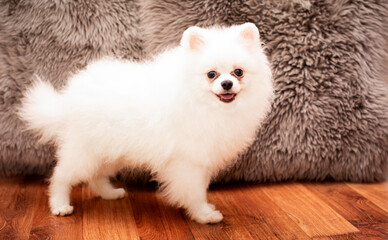 A small white Pomeranian puppy is standing in the room. He is three months old. The photo is blurred