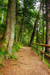 forest trail in beautiful woodland scenery. nature background in summer