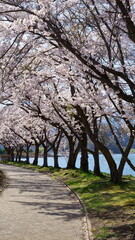 Fototapeta premium The cherry blossoms are in full bloom