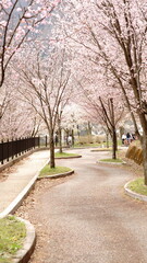 The cherry blossoms are in full bloom