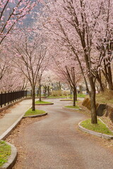 The cherry blossoms are in full bloom