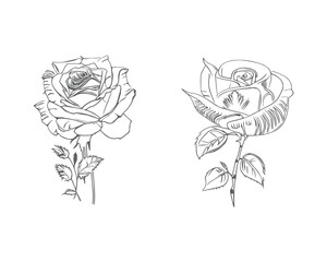 Two Roses Coloring Book showcases stunning depictions of two individual roses.