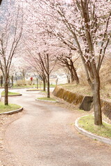 Fototapeta na wymiar The cherry blossoms are in full bloom