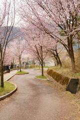 The cherry blossoms are in full bloom