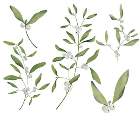 Mistletoe Twig Illustration