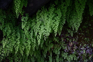 新緑　ホウライシダ