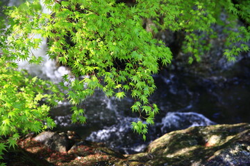 夏のもみじ