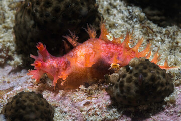 Brush nudibranch (Tritonia sp. 2) bright colour orange body with fringed by short branching gills