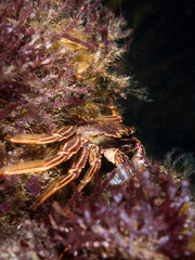 Cape rock crab (Plagusia chabrus) hiding on the reef