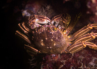 Cape rock crab (Plagusia chabrus) sitting on the reef eating with its claws