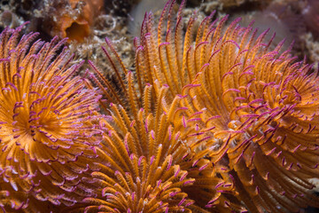 Naklejka na ściany i meble Close up of an orange Feather-duster worm or giant fanworm (Sabellastarte longa) with purple tips, feeding on the reef underwater