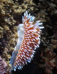 Side view of a Cape silvertip nudibranch (Janolus capensis) on the reef underwater