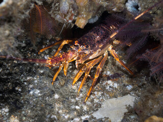 West Coast Rock Lobster or Crayfish hiding on the reef underwater
