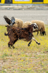 Obraz premium sheep in the field