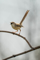 sparrow on a branch