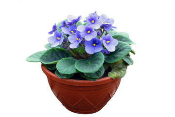 Blue violet flower in pot isolated on white