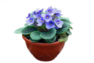 Blue violet flower in pot isolated on white
