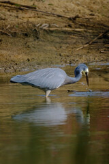 great blue heron