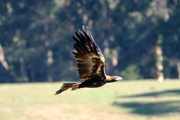 Wedgetail eagle in flight