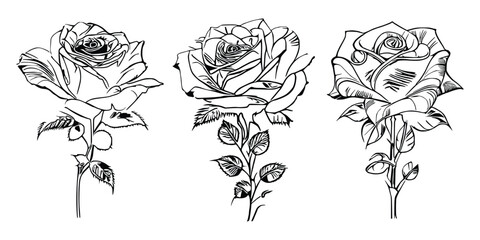 Three Roses Coloring Book showcases stunning depictions of three individual roses.