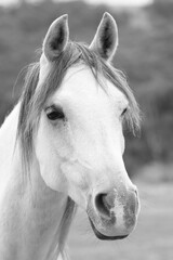 White horse portrait