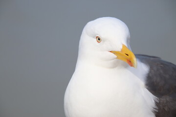 close up picture of a sea gull