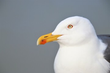 close up picture of a sea gull