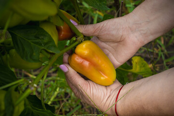 hands hold and show sweet ripe pepper on a bush in the garden - 591758406