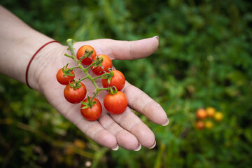 hand holds a branch of ripe cherry tomatoes on a background of blurred greenery - 591758411