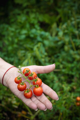 hand holds a branch of ripe cherry tomatoes on a background of blurred greenery - 591758413